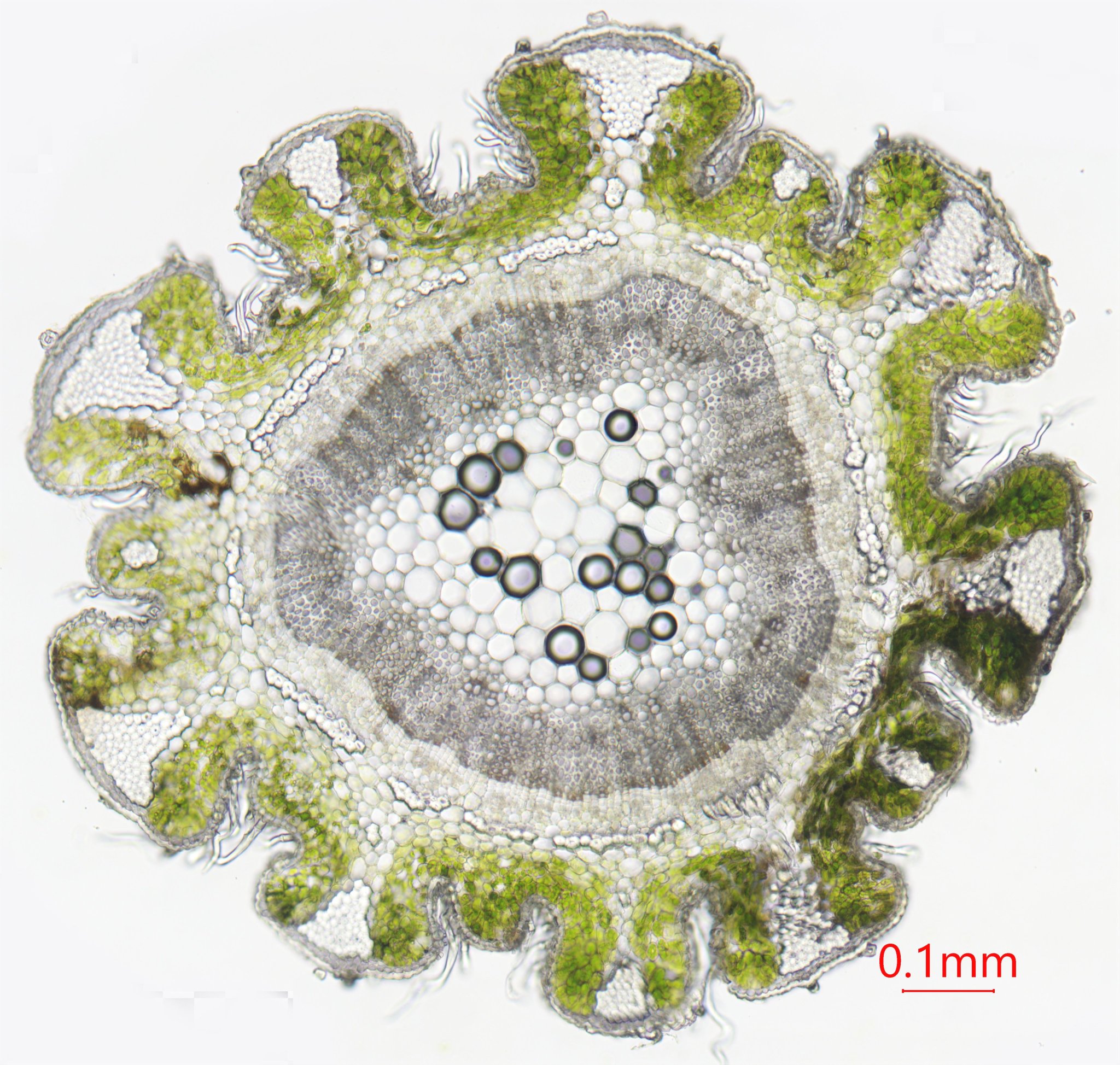 植物顕微鏡写真(趣味) on Twitter 