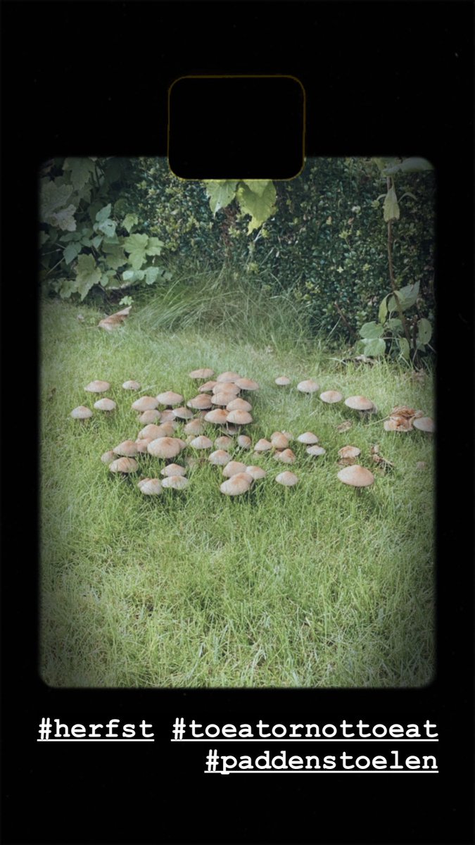 sofiebockaert's tweet image. Herfst in de tuin.. eetbaar of niet? #dtv