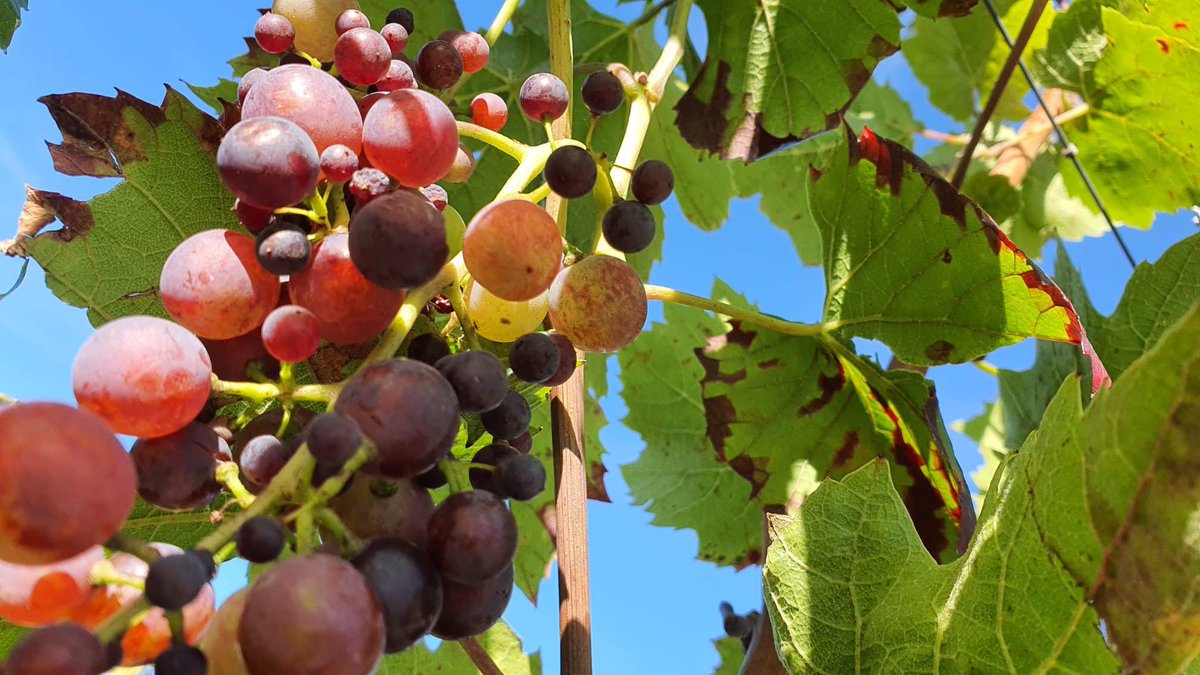 Departement63's tweet photo. Faire du #puydedome une destination oenotouristique ? 🍇🍷 4️⃣5️⃣0️⃣ puydomois ont marché autour de cette idée, ce matin lors des Vontanics, 3 balades organisées par le Département, la fédération viticole 63, l'AOC Côtes d'Auvergne et @VINORA_2020 à Boudes, Corent et Châteaugay. https://t.co/9cmuJOmFi9