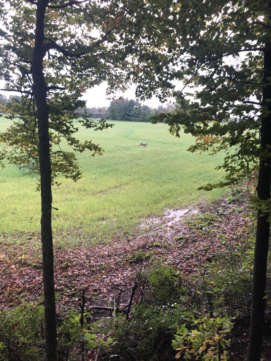 Scott_Paige3's tweet photo. Second small buck of the morning! Winds are swirly! Acorns are hitting the ground! Chill is in the air! Hoping for a red arrow!😜 https://t.co/0vO24EYS1X