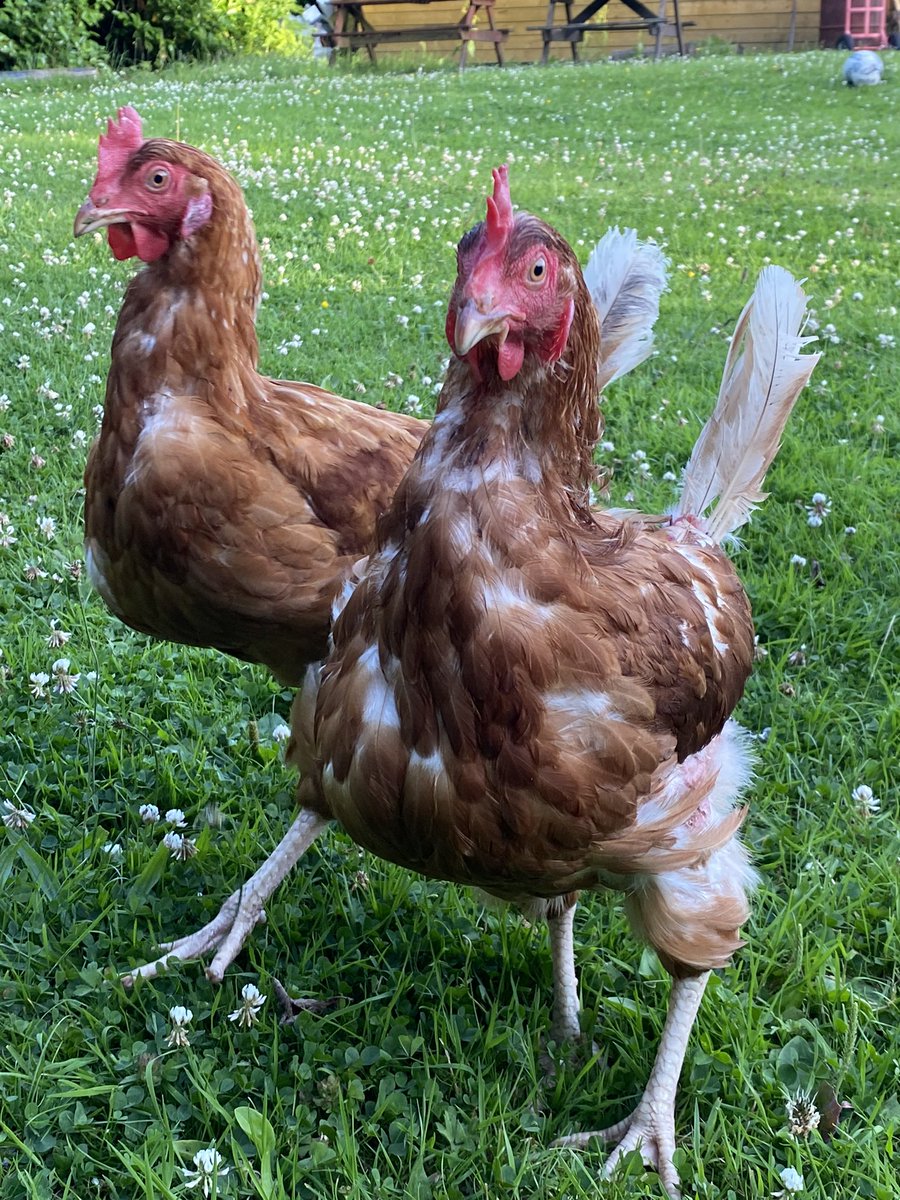 💃 It takes two to Tango! 💃 New hens will be dancing with joy and eager to earn your vote at Denny on Saturday 6th November. Please call 01884 860084 to book your hens and rehoming slot. #StrictlyComeDancing #bhwt