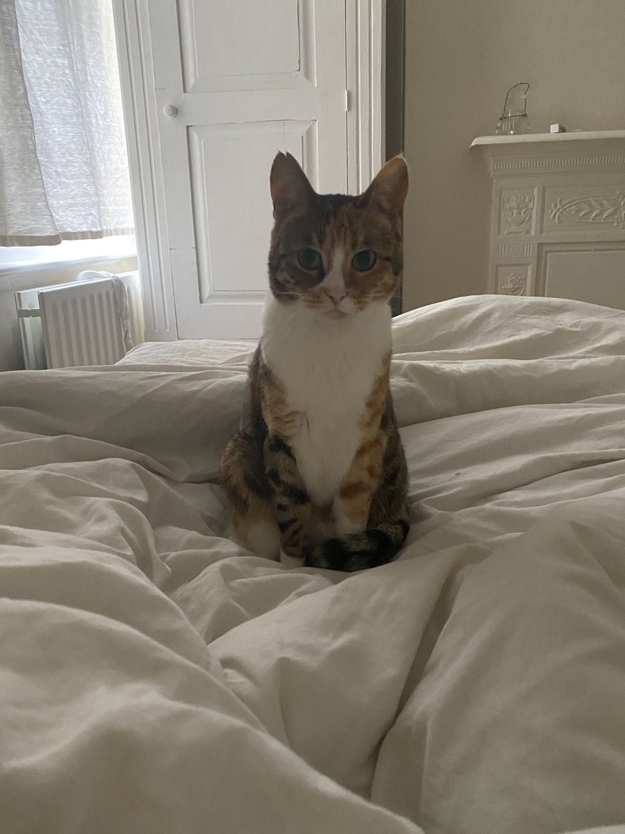 XNaala's tweet photo. Happy Sunday !  #bengals #catsoftwitter - go wild, be free, clean up, snooze, eat and be Merry ! 😻❤️💕🐾😸 https://t.co/YmVNfeuPUV