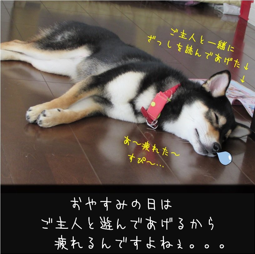 おもしろ犬