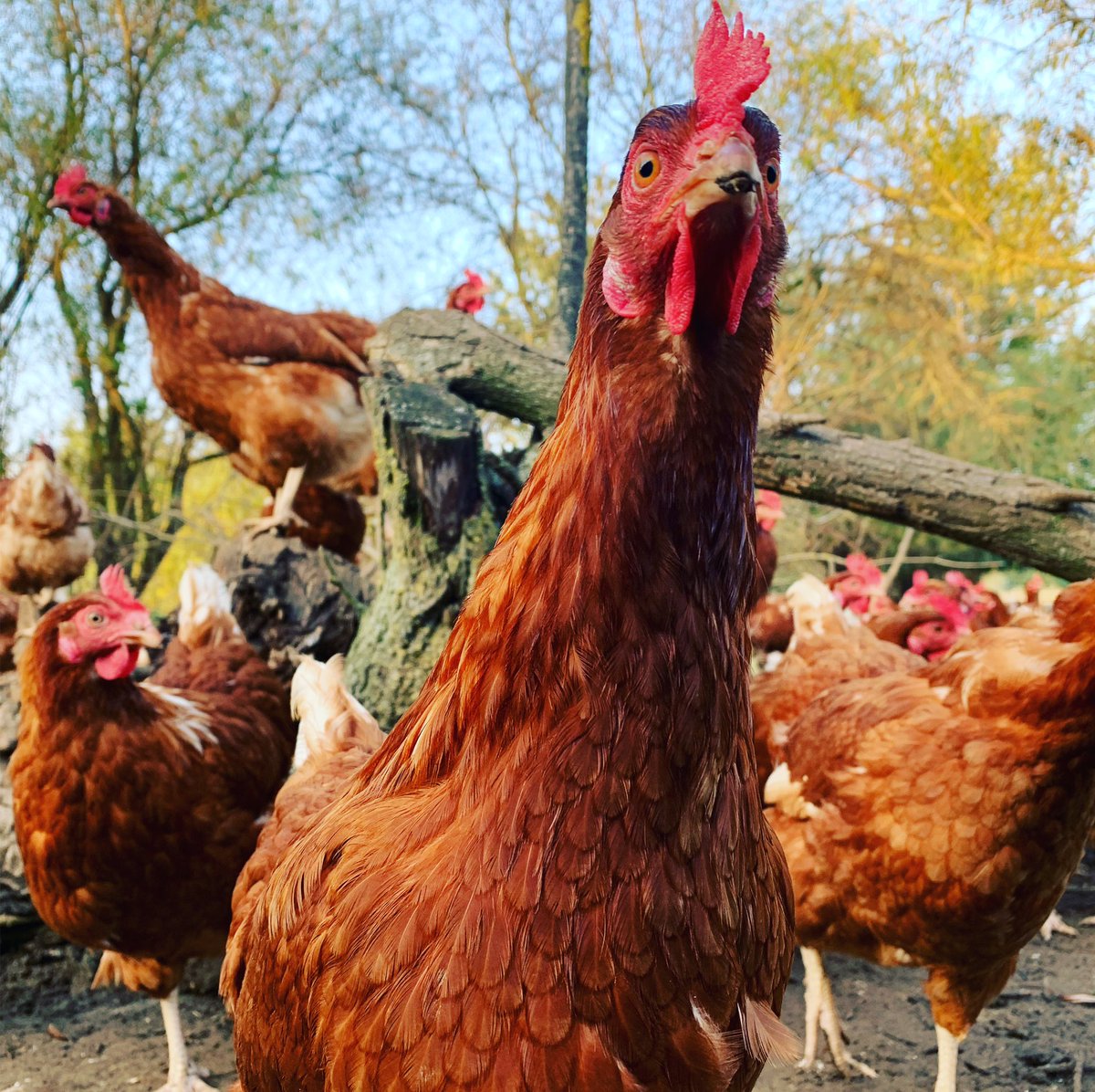 #woodfarmfreerangeeggs