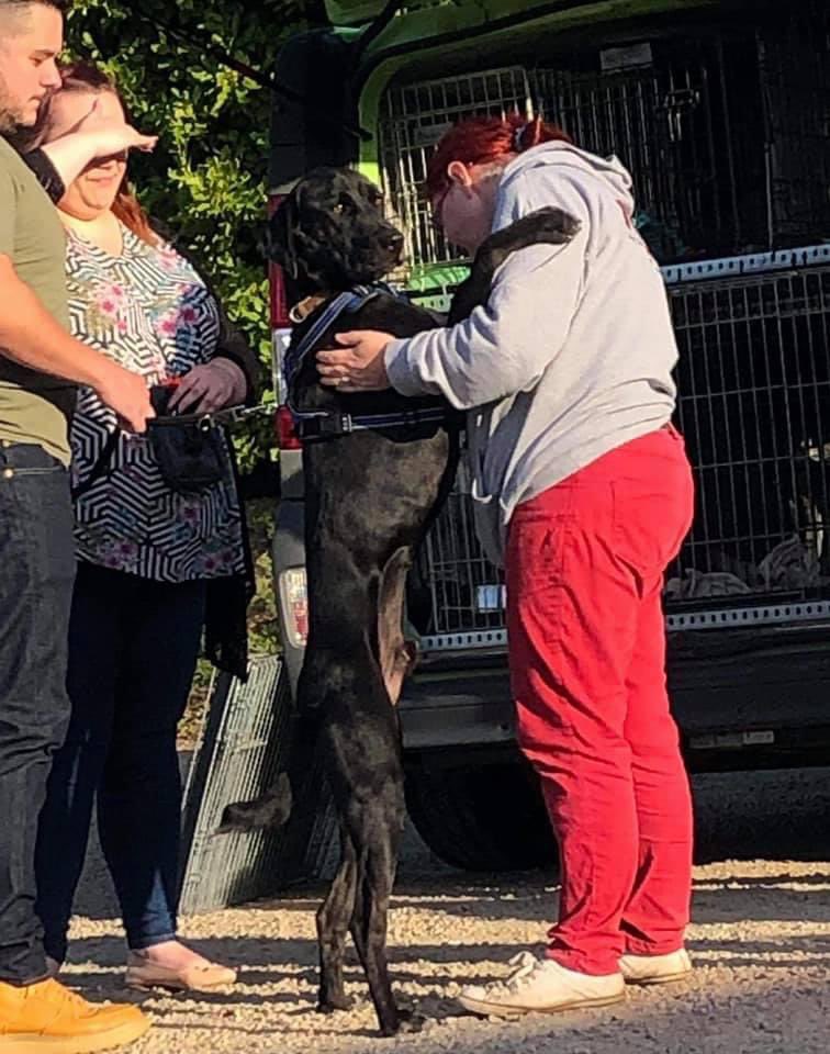 The Company of Dogs tweet media