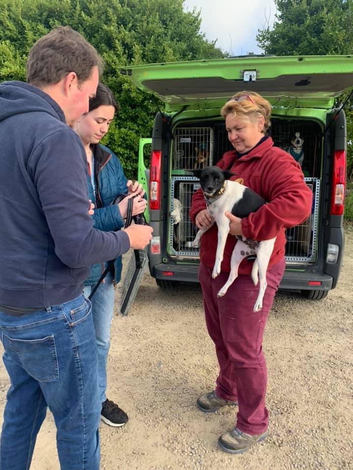 The Company of Dogs tweet media