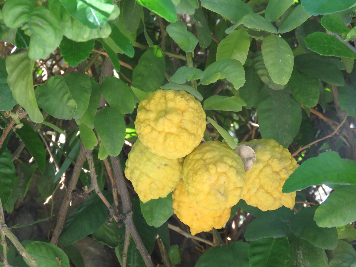 راشد حامد الربخي tweet media