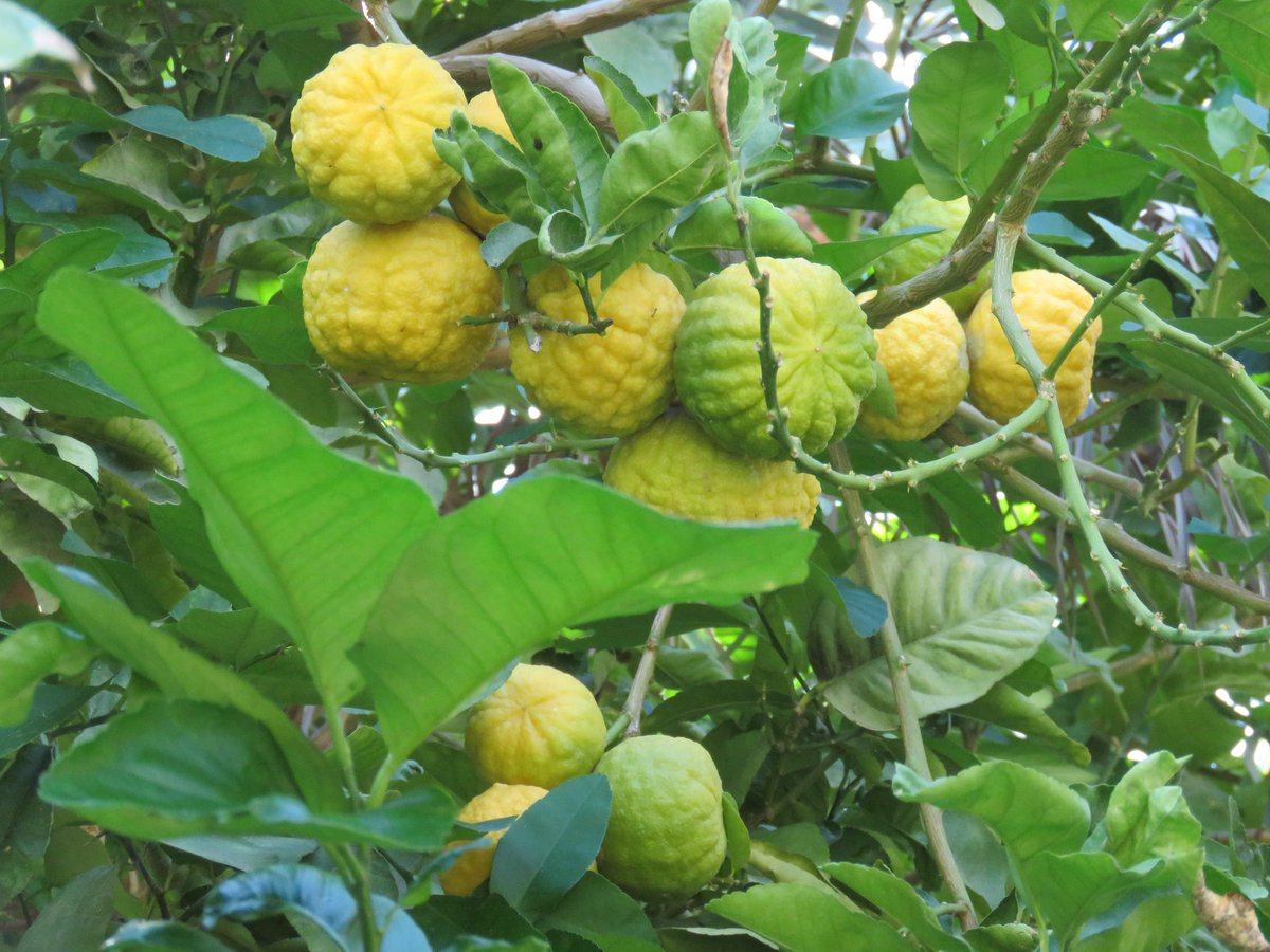 راشد حامد الربخي tweet media