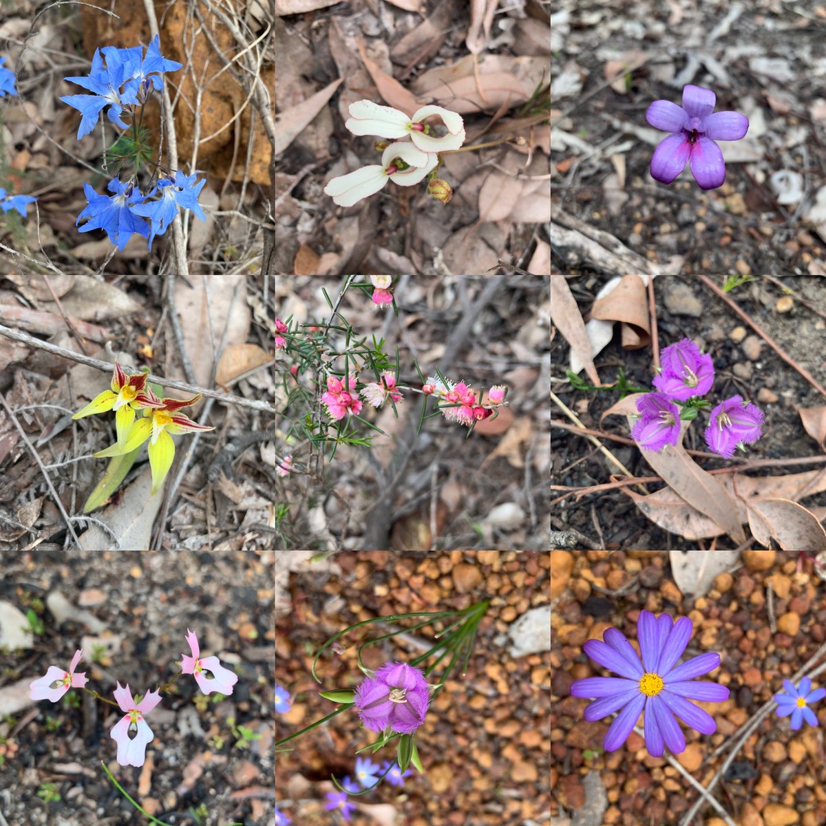 BeeBabette's tweet photo. #wildflowers of #westernaustralia 😍

#waisok #inthewest #flowers #wildoz #flora #plants https://t.co/HTstUQU46x
