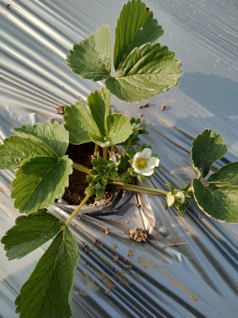First bloom #organicstrawberry