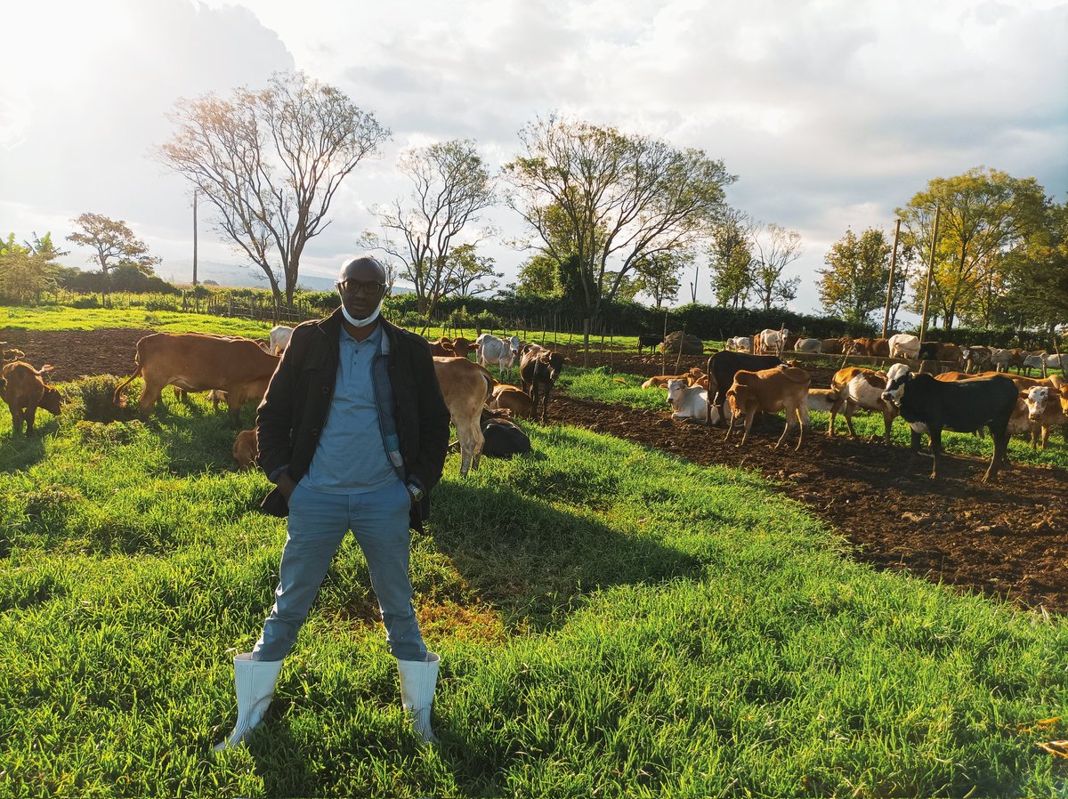Amos_Moruri's tweet photo. To understand them better, you got to spend time with them. #beef #borans #yearling #mtelgon #AgriFocus @AgroParliament @njoki_thuo https://t.co/waaldhqTwO