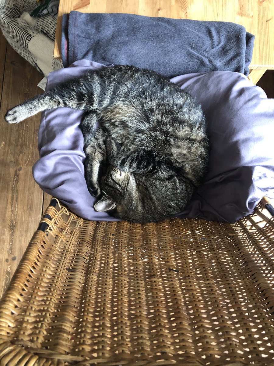 Tonbeh (@yukinando) on Twitter photo 