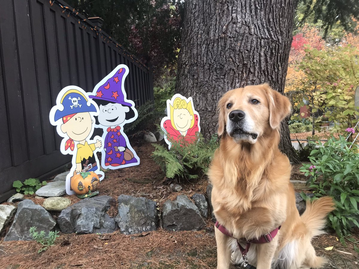 ShannonODKOMO's tweet photo. The Great Pumpkin house in north Seattle never disappoints! #Halloween #SoNorthwest https://t.co/HG5gl8ol4K