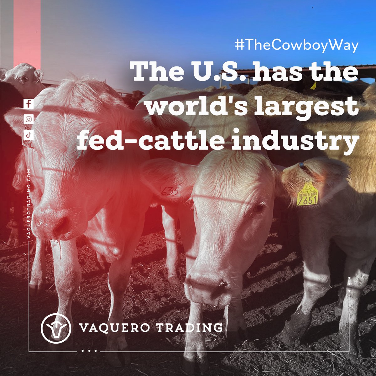 TradingVaquero's tweet photo. Looking for cattle? Call us now at 📞915 345 0600 and get a quote! we do it #thecowboyway

#Mexicancattle #CountryLife #feeder #angus #redangus #blackangus #bovines #livestock #feedercattle #share #Vaquerotales #Cattletales #Cowboytales https://t.co/YoFUxB7P3D