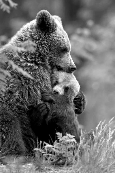 Mother's love ❤️

#wildlife