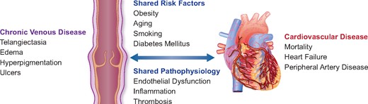 EHJ Editor-in-Chief (@ehj_ed) on Twitter photo The legs are a pathway to the heart: connections between chronic venous insufficiency and cardiovascular disease
#EHJ <a href="/escardio/">European Society of Cardiology</a> #cardiotwitter
academic.oup.com/eurheartj/adva… The legs are a pathway to the heart: connections between chronic venous insufficiency and cardiovascular disease
#EHJ <a href="/escardio/">European Society of Cardiology</a> #cardiotwitter
academic.oup.com/eurheartj/adva…