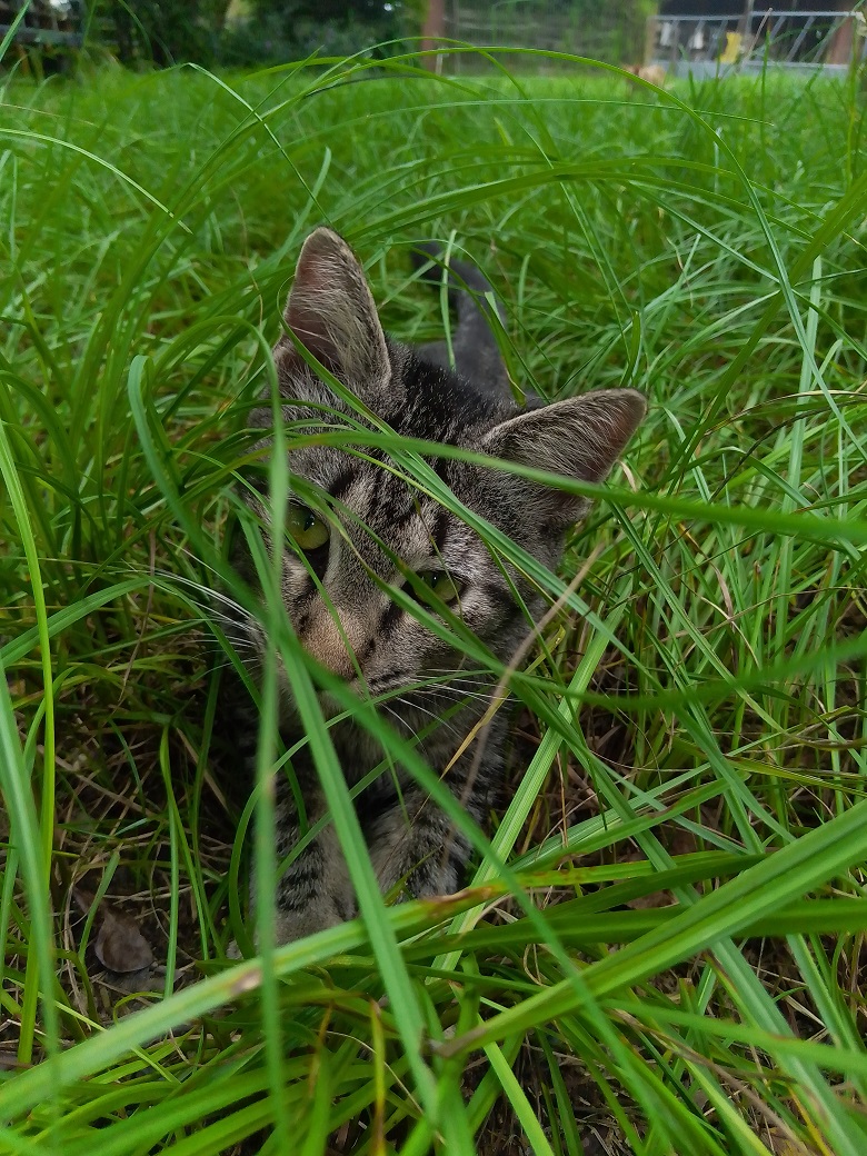 zens_place's tweet photo. 🖖🤜🤛👍😻I follow people who like my cats. Does that make, sence? #Catconnection https://t.co/b9UvuLYypZ