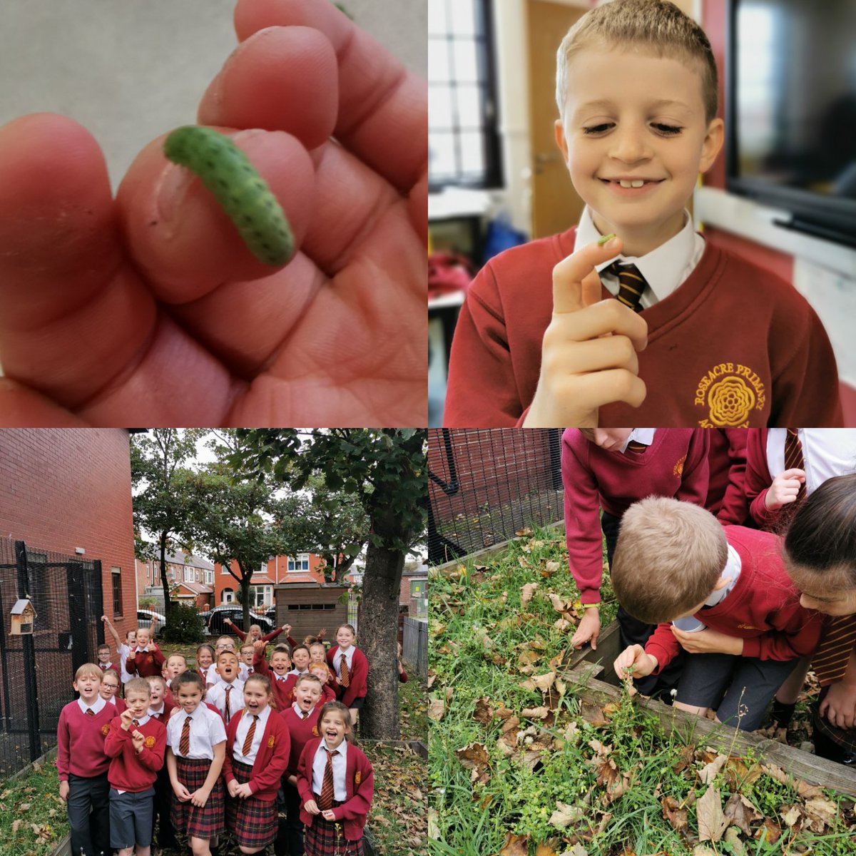 Can you imagine our excitement when Thomas, our class plant carer extradorinare, discovered a caterpillar amongst the leaves of our Philodendron Atom plant? Despite the cries to keep 'him' as a class pet, we made the decision to set him free in our Forest area. 🌿 🐛 <a href="/RPAschool/">Roseacre Primary Academy</a>