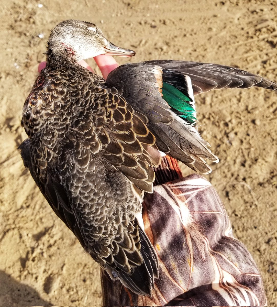 LowellMiller17's tweet photo. Boy what a fun morning! The migration is definitely on! Seen thousands of flight birds and shot a gorgeous redhead I'll have a mount done with! #LToutdoors #michiganoutdoors #waterfowlhunting #duckhunting #migration #LSCustomCalls #redhead #bufflehead #greenwingteal https://t.co/A9wU0geOY9