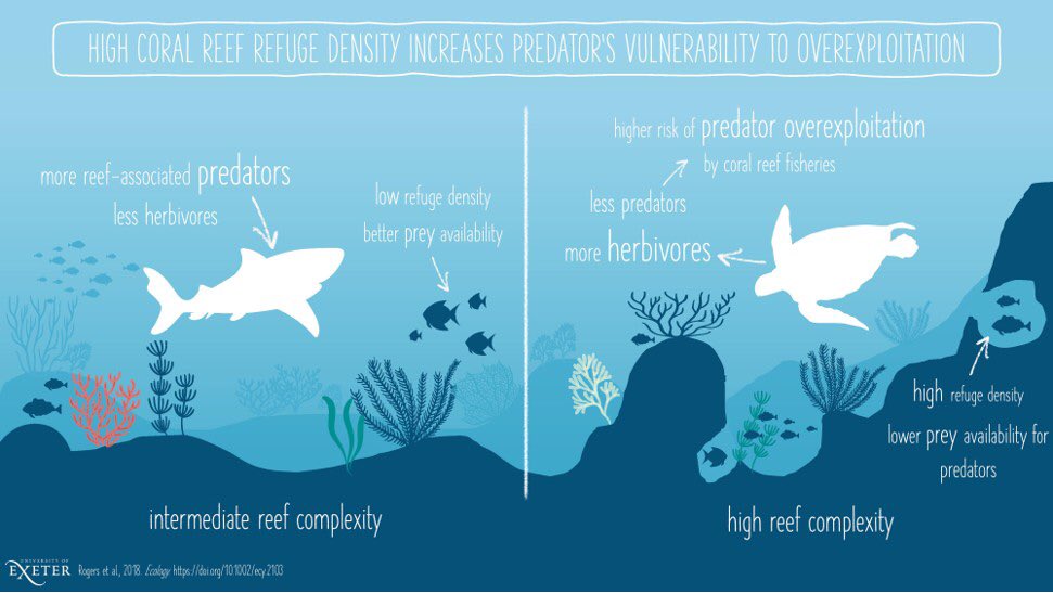 Even complex reefs have drawbacks! 
My contribution to the @MarineVertsMSc #infographic challenge set by @BrendanGodley &amp; @VJHobson.
Great paper about the implications of #coralreef complexity on #predators (link below) 
#ExeterMarine #MVEC

<a href="/CCRESnet/">CCRES</a> <a href="/BlanchardJulia/">Julia Blanchard 🏳️‍🌈</a> <a href="/petemumby/">Peter Mumby</a>
