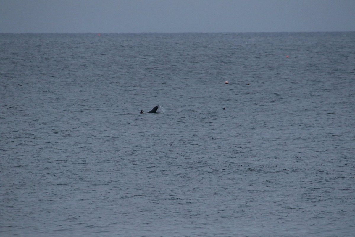 walterjsinnes's tweet photo. to the land of #North today, in search of the humpback... #nope - #found these #guys though! at #Macduff #gannets and and #Strathlene #Dolphins - #WOOHOO https://t.co/a4OLov06H7