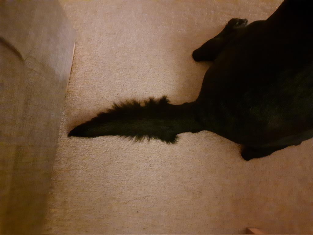 gdvenus2016's tweet photo. This is why dad calls me "spear tail" https://t.co/O1DAbBnjgk