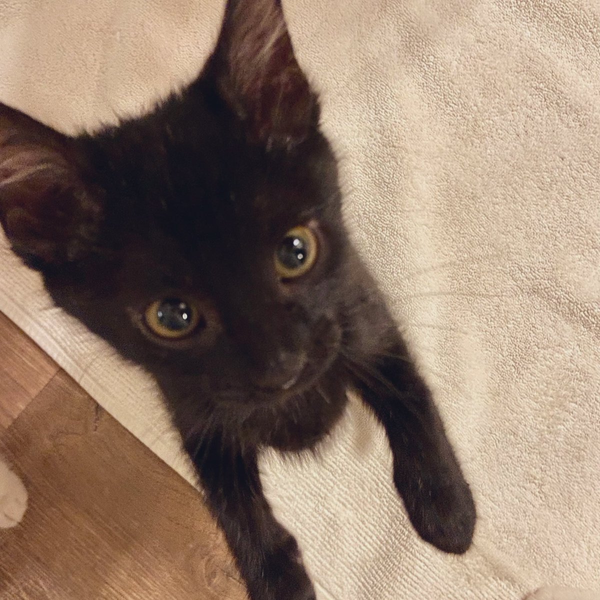 Foster_Fluff's tweet photo. This is momma’s view of me every time she approaches. #CarryMe #Higgins #kittens #CatsOfTwitter https://t.co/1FaxMUKg61