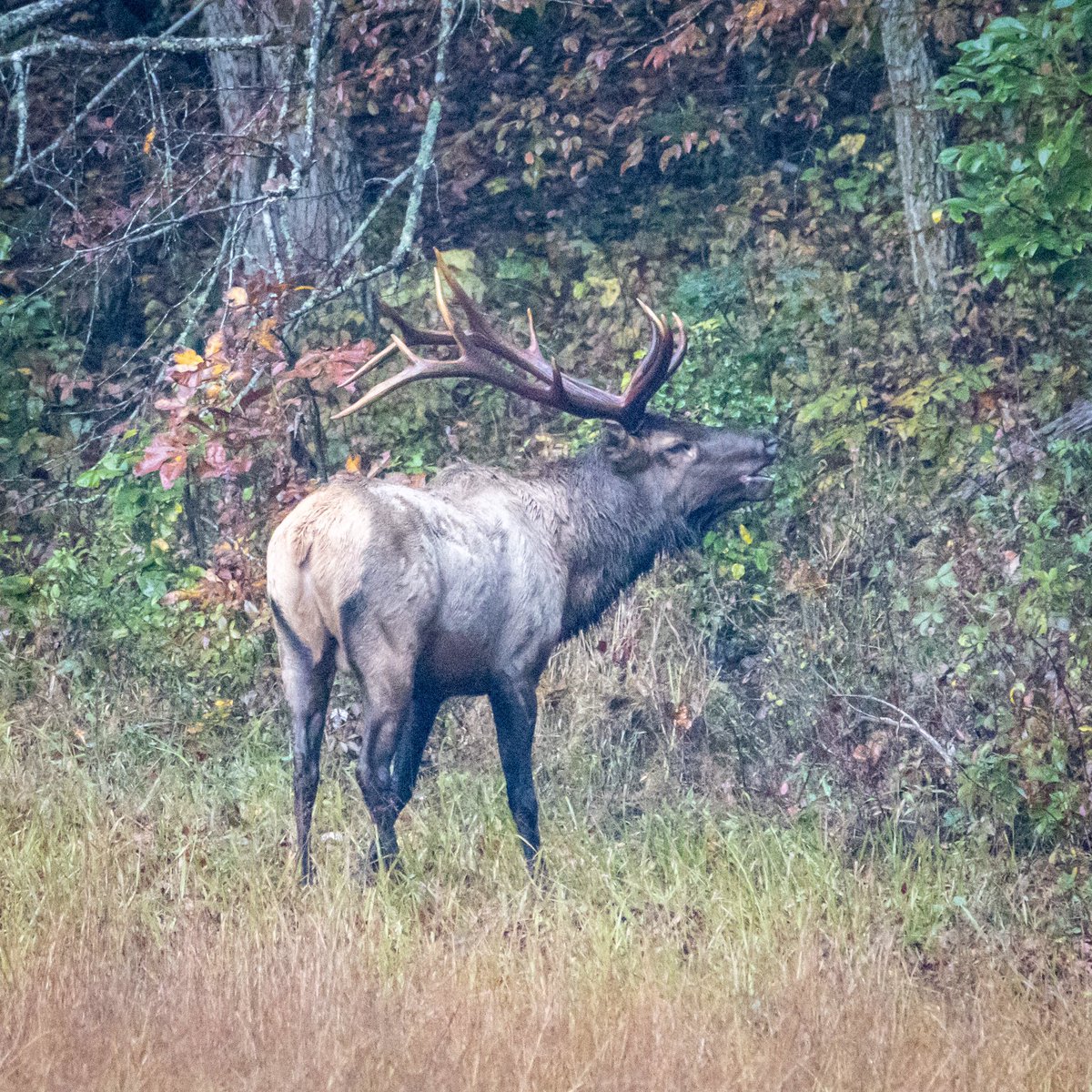 kevp65's tweet photo. Cataloochee, NC (10/16/21) #cataloochee #greatsmokymountainsnationalpark #NorthCarolina #ncmountains #elk https://t.co/tOiN2NxjtX