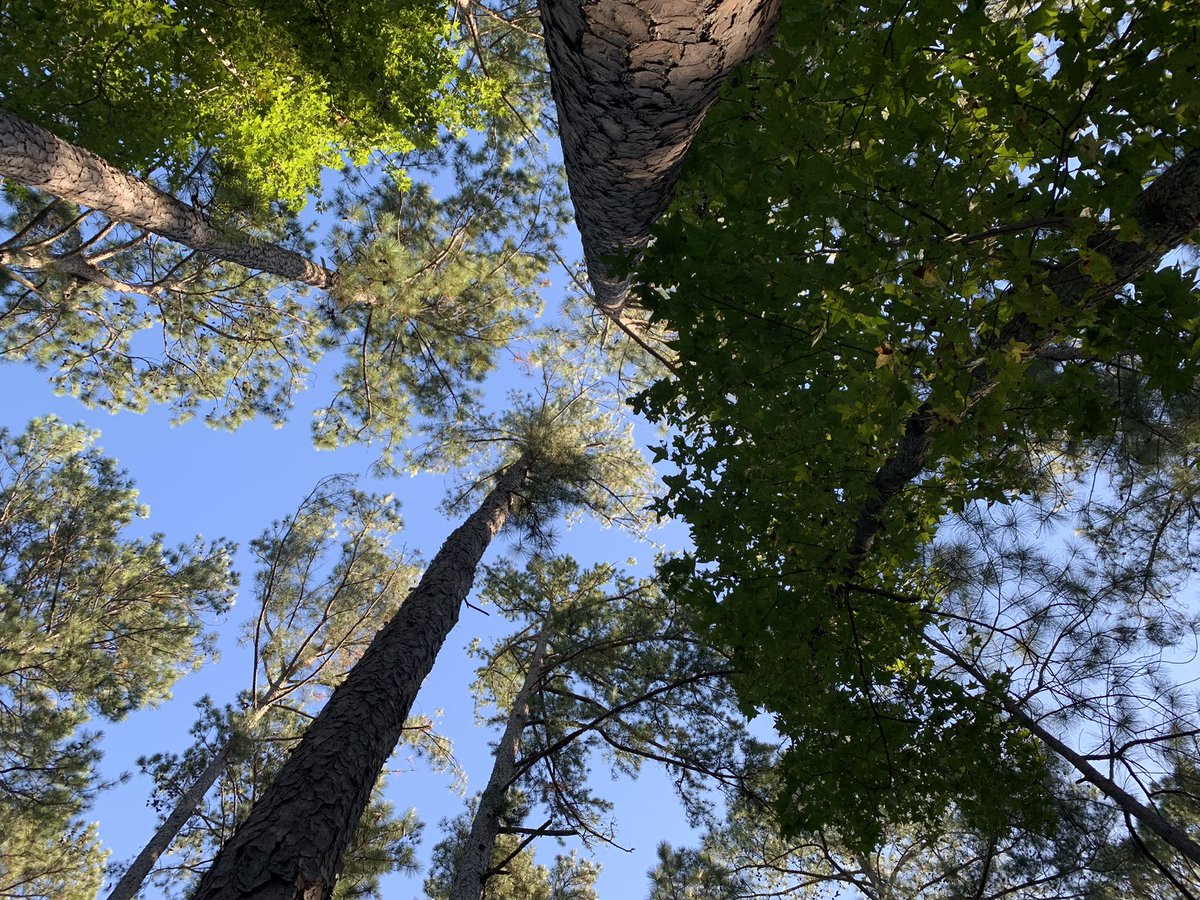 denisevickers's tweet photo. Another gorgeous morning in the woods. Chillier than yesterday but that just makes it more fall-like. #gawx #csrawx #WeatherNow
@WFXGFOX54 @TrevorsWeather @JJefferiesWFXG https://t.co/thSI6iCBEE