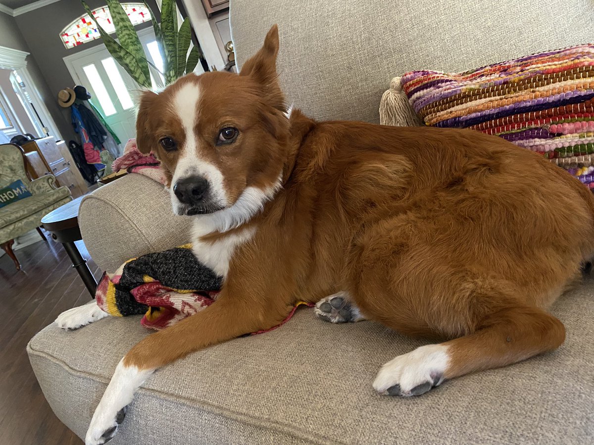 ambernib's tweet photo. @laurenthehough For 12 years we thought our Pumpkin was some kind of Sheltie/spaniel mix - that’s what the Humane Society guessed and it made sense - look at her!! Nope. Not a speck of collie or spaniel. Mostly Pit Bull, Boxer, and “Super Mutt”! https://t.co/3IoeDY21Hs