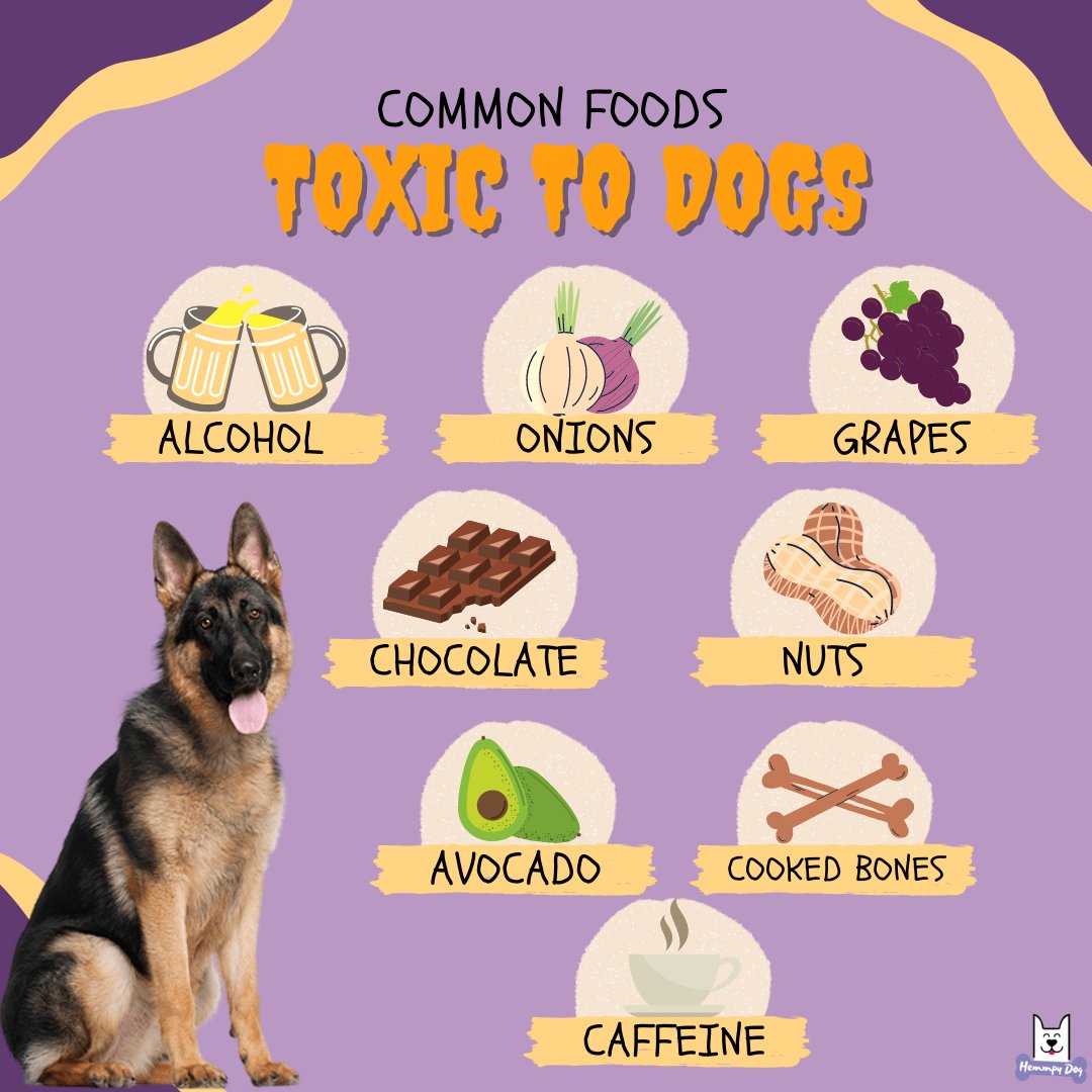 Make sure that you know what food is toxic for your furbaby. #toxicfood #dogfood