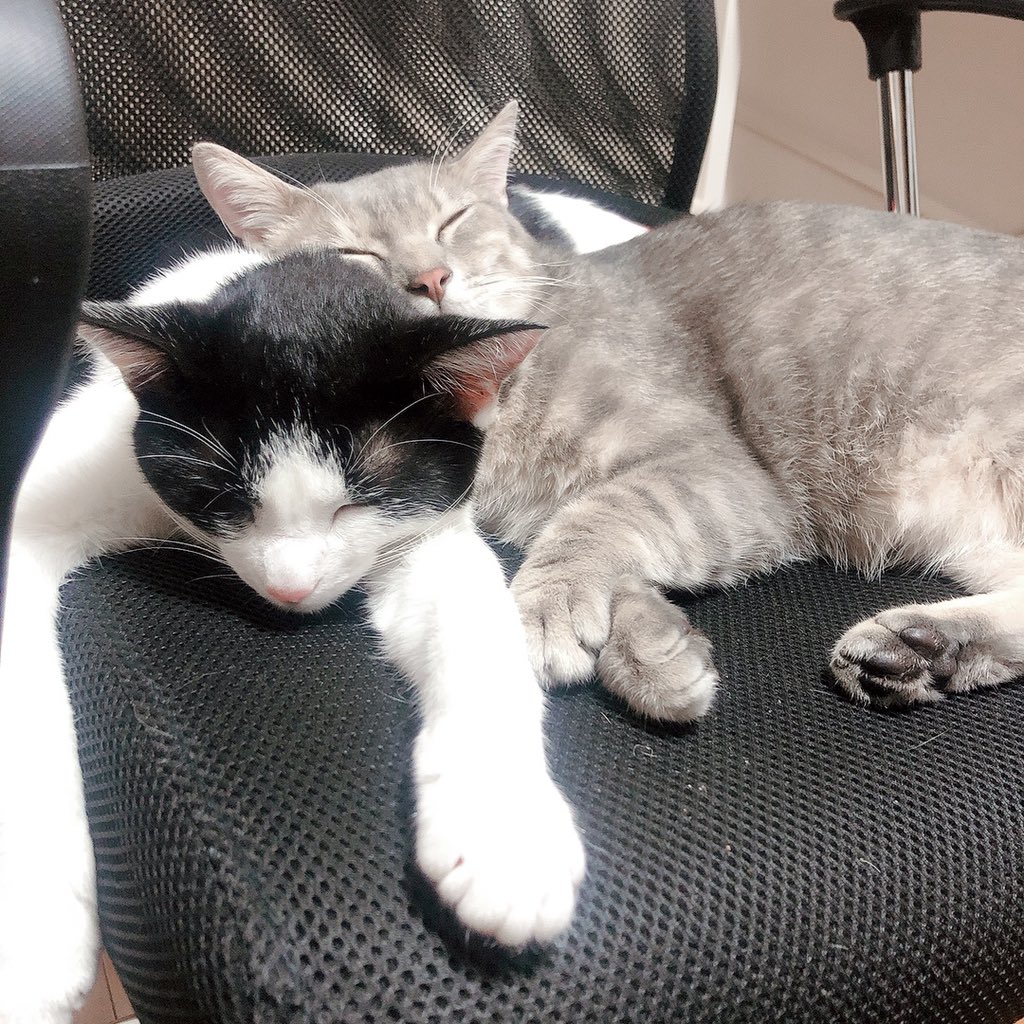 haikijipepe's tweet photo. 潰すの止めてね😊

#灰キジのぺぺ 
#猫 #ねこ #ネコ #にゃんこ #保護猫 #ねこ部 #猫写真 #ふわもこ部 #にゃんだふるらいふ #猫好きさんと繋がりたい #保護猫と暮らす #幸せ猫ぐらし https://t.co/p9aoel5ltm