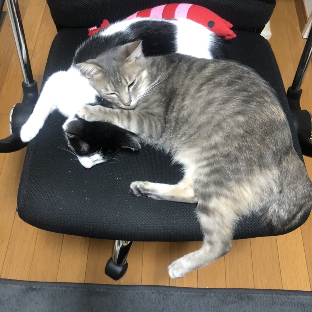 haikijipepe's tweet photo. 潰すの止めてね😊

#灰キジのぺぺ 
#猫 #ねこ #ネコ #にゃんこ #保護猫 #ねこ部 #猫写真 #ふわもこ部 #にゃんだふるらいふ #猫好きさんと繋がりたい #保護猫と暮らす #幸せ猫ぐらし https://t.co/p9aoel5ltm