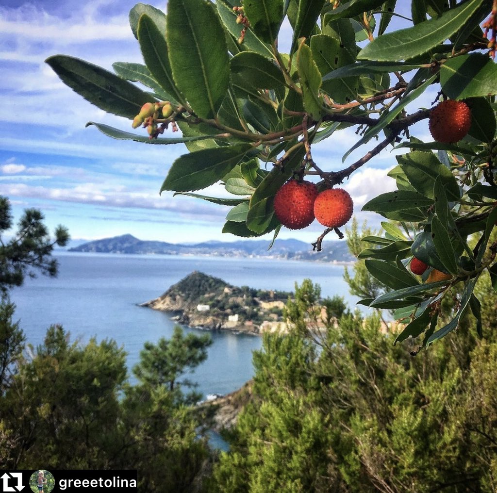 È tempo di #corbezzoli in #Liguria! Li conoscete? 
🌿 Chiamato anche "ciliegio marino", il corbezzolo è un piccolo arbusto che cresce all'interno della macchia mediterranea e al limite dei boschi di leccio

📸 greeetolina