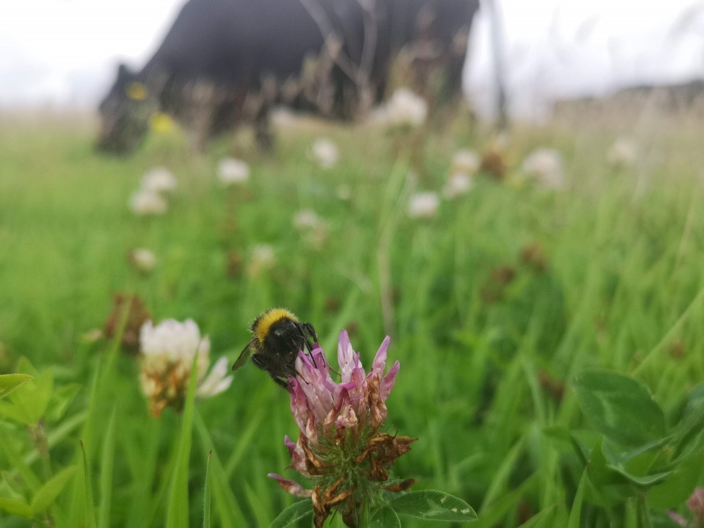 BumblebeeTrust's tweet photo. Next week @NFFNUK Cymru will be delivering free farm walks. This is a great opportunity to see farming with nature in action. Booking essential: https://t.co/v6tTiAPnhM

#naturefriendlyfarming  @BuzzingDevon @BuzzingWales  @BuzzingShrill @buzzingfowey https://t.co/s0v08YHqMC