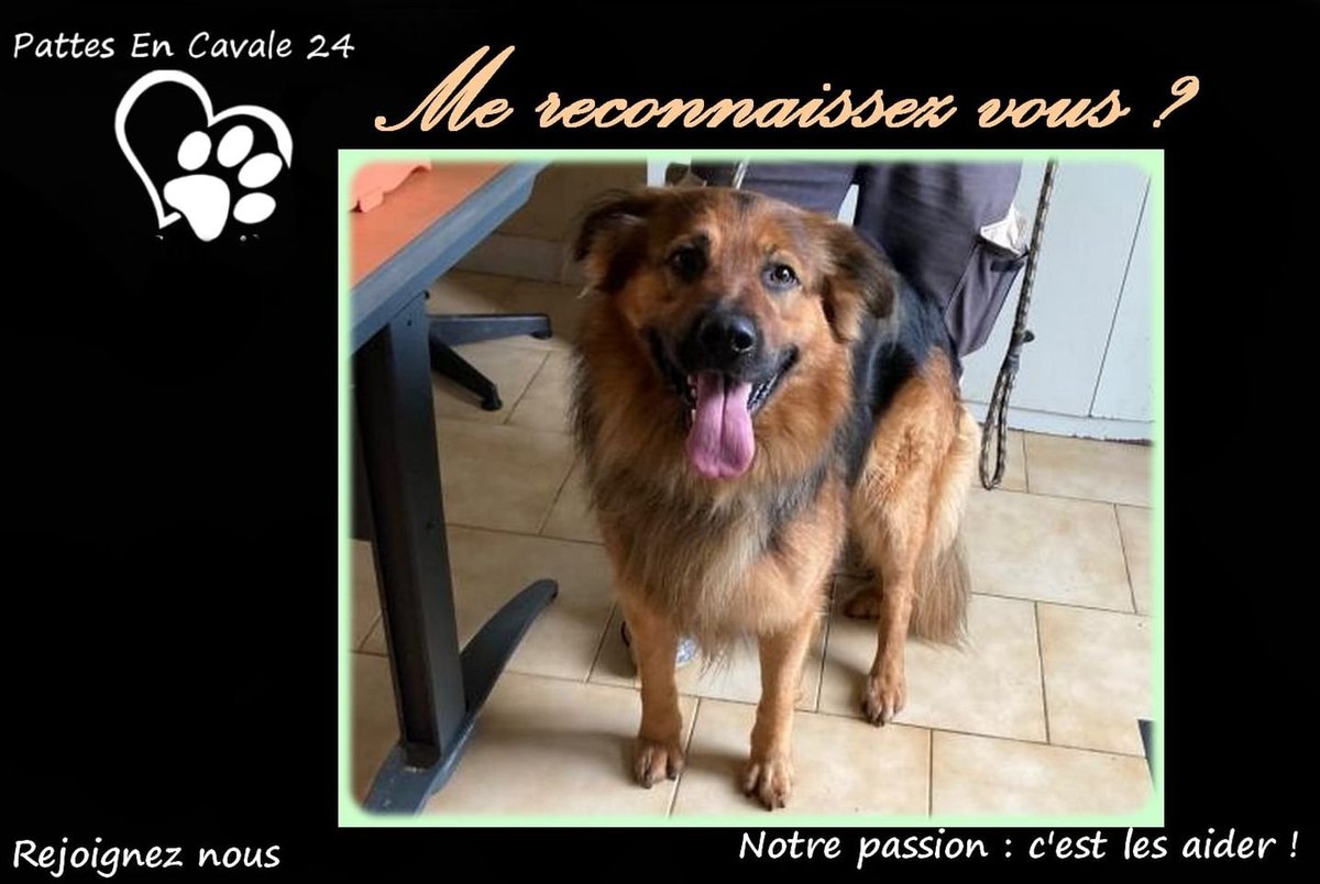 DelavegaPepita's tweet photo. TROUVÉ💔💔 
chien berger allemand à MARSANEIX ( 24 750 )
27/09/21
Secteur : route de Vergt 
Non identifié - ref SPA : DJ504486
Contact : 05 53 04 16 54 
spaperigueux@gmail.com https://t.co/9ei5Lm9CLK