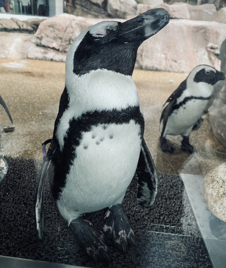 IOwOI_3's tweet photo. 水族館行ってきた 🐟🦈🐬🐳🐠🦭 https://t.co/FN2goQ71eD