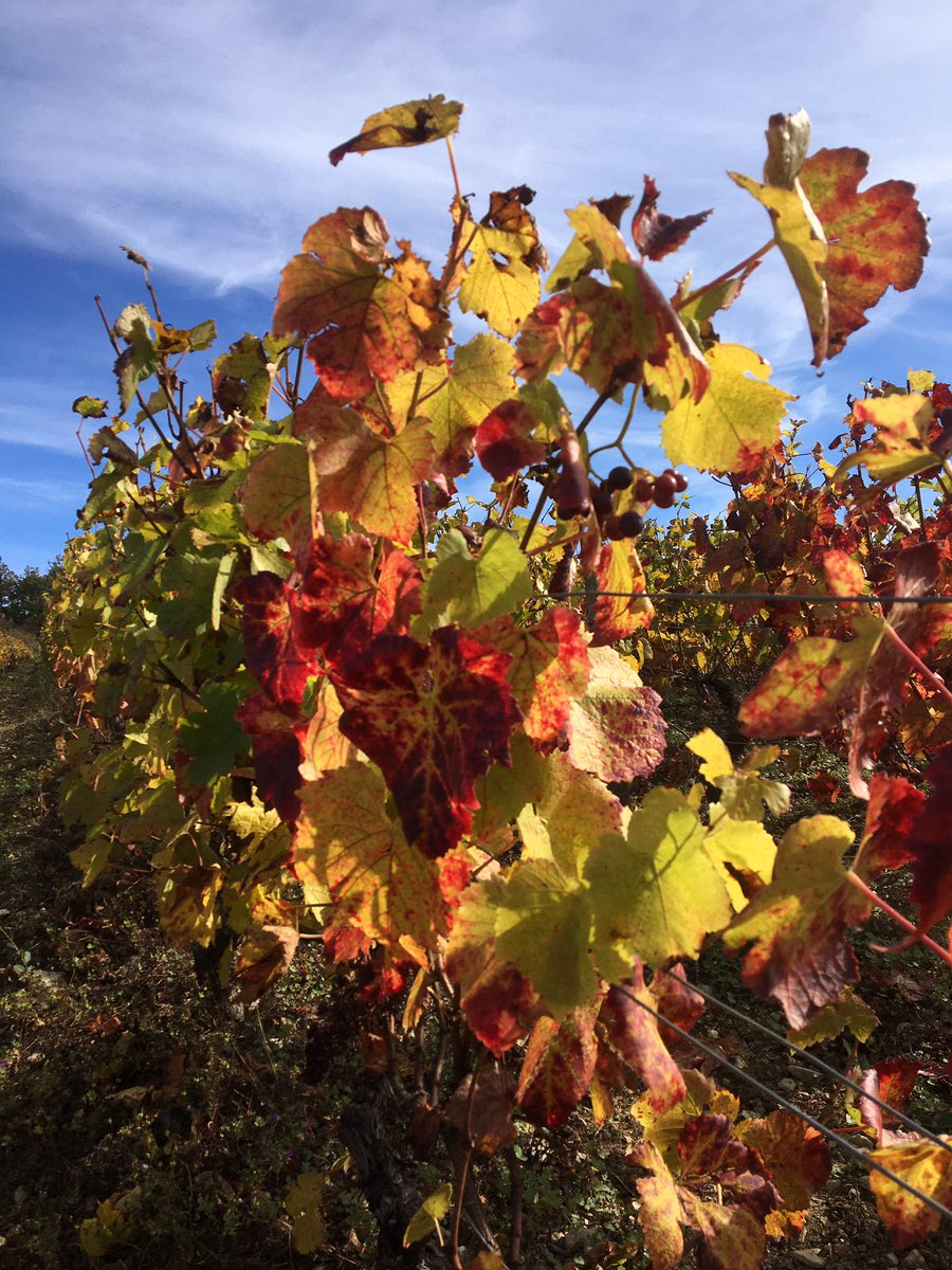 ClaireMarc89's tweet photo. #VignobleIrancy 😊
#Irancy #Cravant (au loin) #Yonne89 #VinsBourgogne #WineLovers #Bourgogne #RegionBourgogneFrancheComte
(Photos : © Claire Marc, 17/10/2021.) https://t.co/7cDEa8Gt5D
