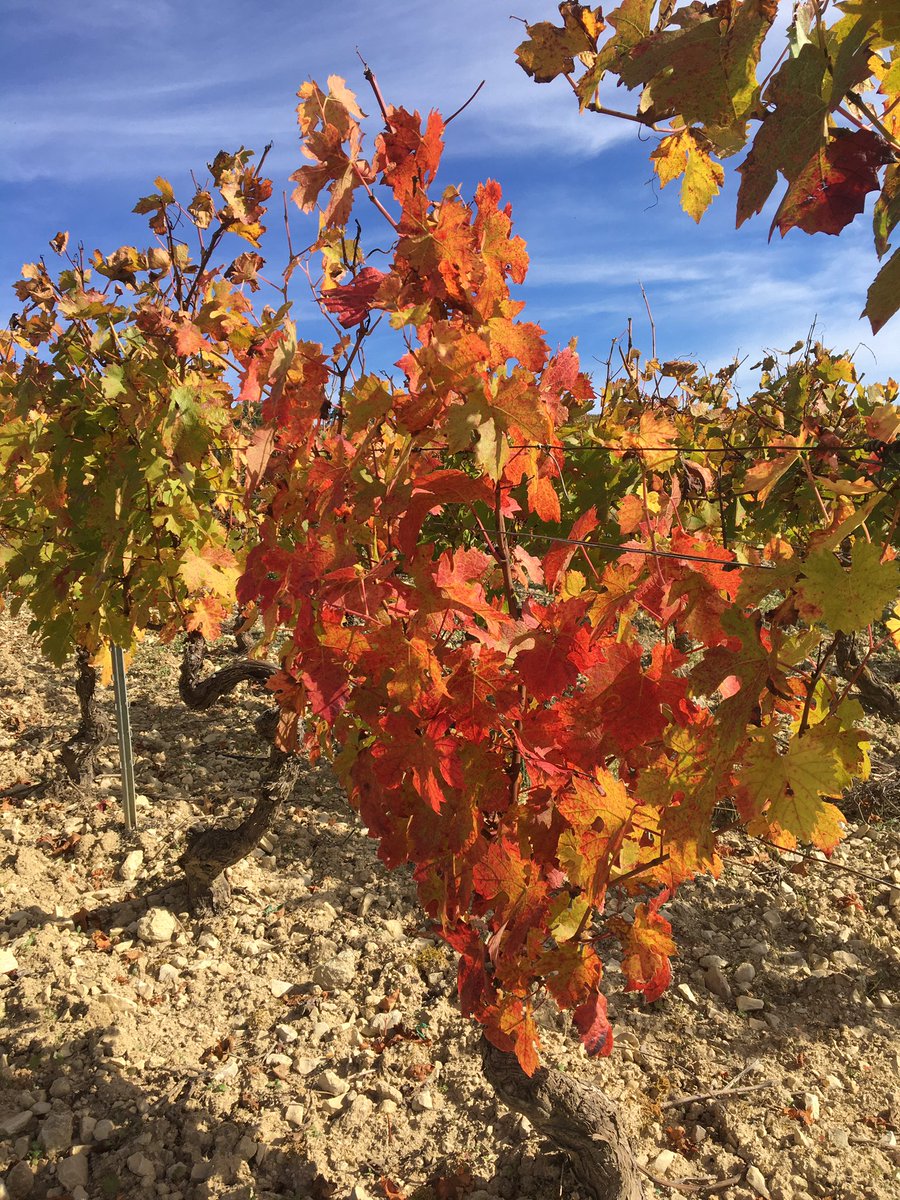 ClaireMarc89's tweet photo. #VignobleIrancy 😊
#Irancy #Cravant (au loin) #Yonne89 #VinsBourgogne #WineLovers #Bourgogne #RegionBourgogneFrancheComte
(Photos : © Claire Marc, 17/10/2021.) https://t.co/7cDEa8Gt5D