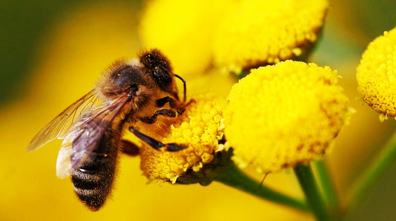 NorteAgroTO's tweet photo. 🐝🍯 Iniciativa inédita no Estado, guia das abelhas do Tocantins é destaque do Norte Agropecuário no Rádio. 🎙️📱📻🖥️📹

↗️Confira a entrevista: https://t.co/H1wYQlMiuE

#NorteAgroTO #abelha #abelhasemferrão #apicultura #meliponicultura #polinização #GuiaDasAbelhas #Bee #BeeTech https://t.co/AtLOGIaTP3