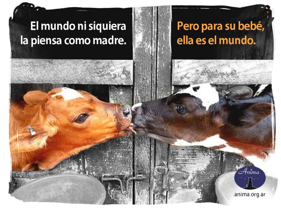 Anima_ddaa's tweet photo. El mundo ni siquiera la piensa como madre. Pero para su bebé, ella es el mundo.

#DerechosAnimales #DerechoAnimal #GoVegan #Veganismo #LiberaciónAnimal #StopEspecismo #DíaDeLaMadre https://t.co/oM6FXBqAmA