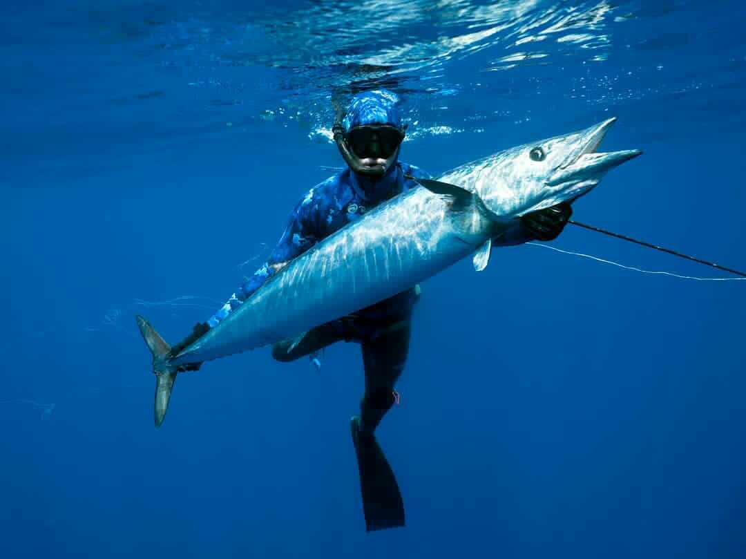 Squalus mitsukurii. акулы в балтийском море. колючая акула катран. белая акула. черноморская акула катран.