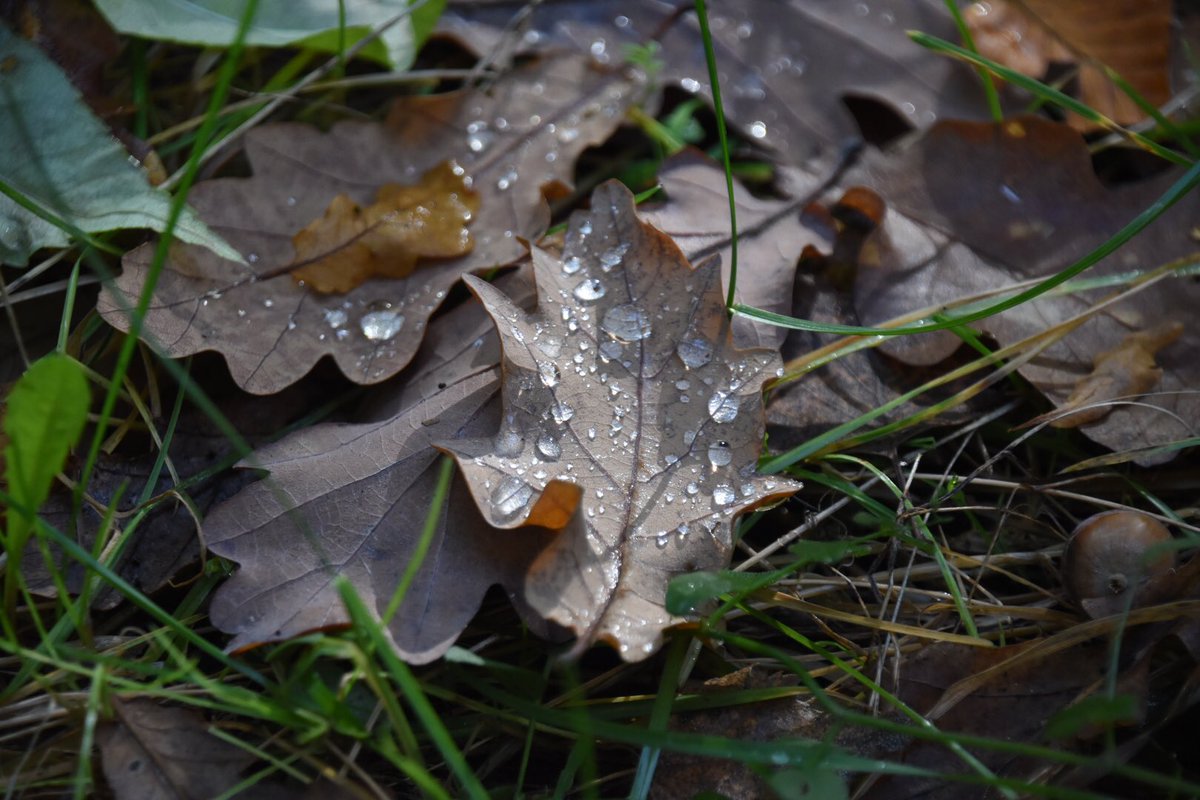 inglis_ali's tweet photo. Autumn leaves 🍁 #autumn #leaves #nature #nikond3500 #snapbridge https://t.co/V3lrwyU4w3