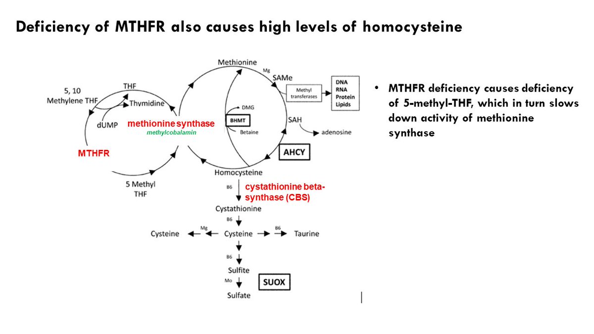 HCUAmerica's tweet photo. #HCUAwareness2021 #HCUFact 17:
Today starts severe #MTHFR awareness.
MTHFR stands for methylenetetrahydrofolate reductase. #SevereMTHFR occurs when a patient has no MTHFR/ extremely low, <1% activity.
MTHFR connects folate & methionine cycles. https://t.co/pJmCSMBw2E