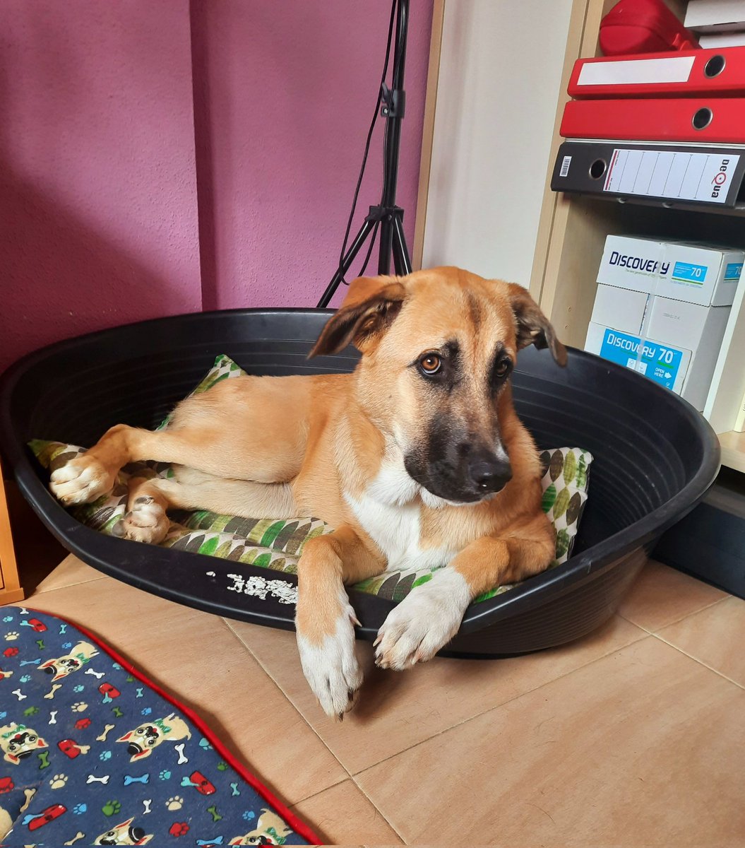 ANIMAEX2013's tweet photo. Kenia sigue buscando su familia.Tras la operación sigue cojeando un poquito, pero anda, corre y juega con perros, gatos y humanos ;-). Sería ideal para una casa con campo o jardin. Le encanta estar fuera. https://t.co/0kFuyslGoI