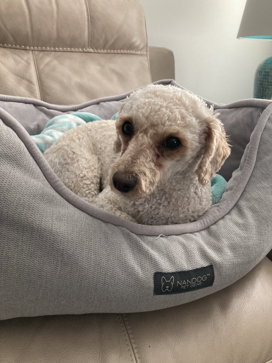 Hi guys!!!! I is new to this tweeter thing and needs some friends!!!! Can you please follow and retweet so I can meet other doggos? Can’t wait to meet you guys!!!