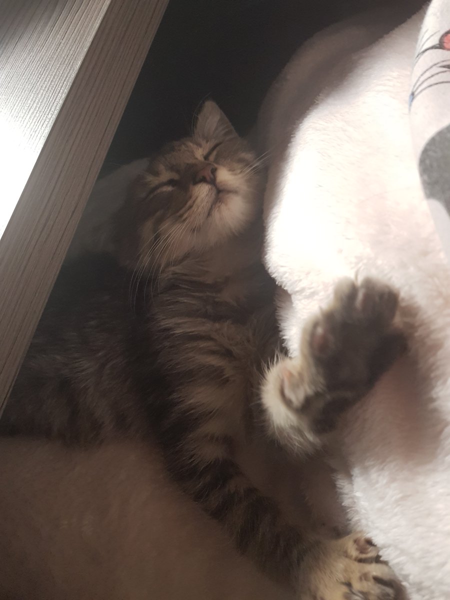 Este gatito ha aparecido en un garaje de la Plaza La Goleta, en Zamora. La familia que lo ha rescatado nos dice que es muy cariñoso, no saben si será de la zona o si ha llegado al garaje en el motor de algún coche.

¿alguien lo reconoce?

defensanimalzamora@gmail.com