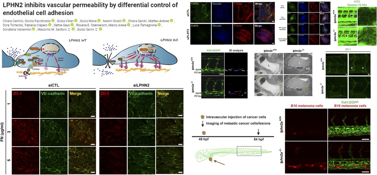 HaoYin20's tweet photo. Chemorepulsive FLRT2-Latrophilin 2 axis in #EndothelialCell
⏬Cell-ECM adhesion: #FocalAdhesion assmebly, #StressFiber formation &amp; #YAP/TAZ activity
⏫Cell-cell adhesion: ZO-1 #TightJunction

Dr. Massimo Santoro &amp; Guido Serini labs @JCellBiol 2021 @gserini
https://t.co/IyIrHgJgIF https://t.co/PkNbt7Lugf