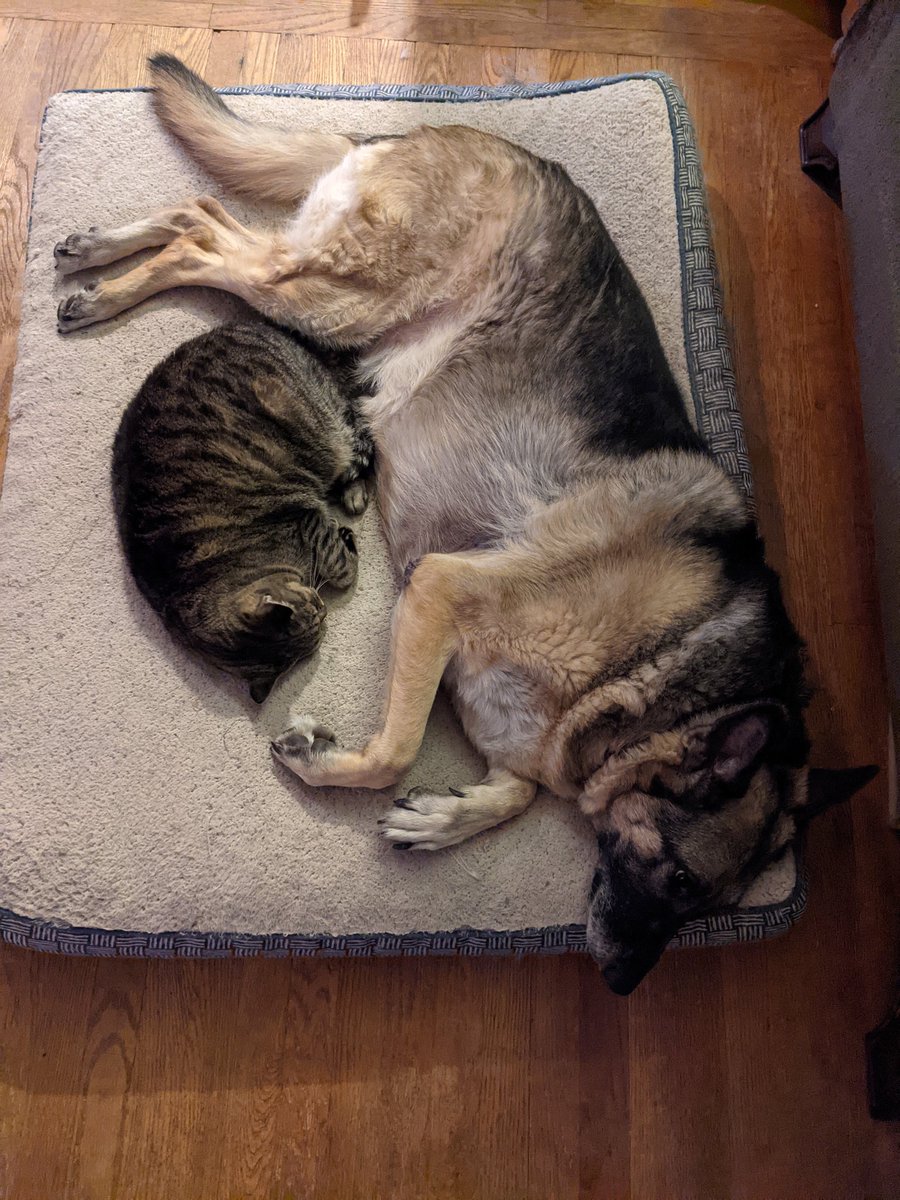 RonEarl's tweet photo. Almost had the perfect shot, but they both shifted a bit. But still. #FatPets https://t.co/9qV9ntfCuW
