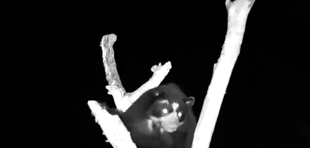 TVTango's tweet image. 🌟Watch tonight @AnimalPlanet 9pm (Stream @discoveryplus) Series Premiere #MysteriousCreatures w/ @ForrestGalante &amp;amp; wife #JessicaSummerfield About bit.ly/3aI40A9